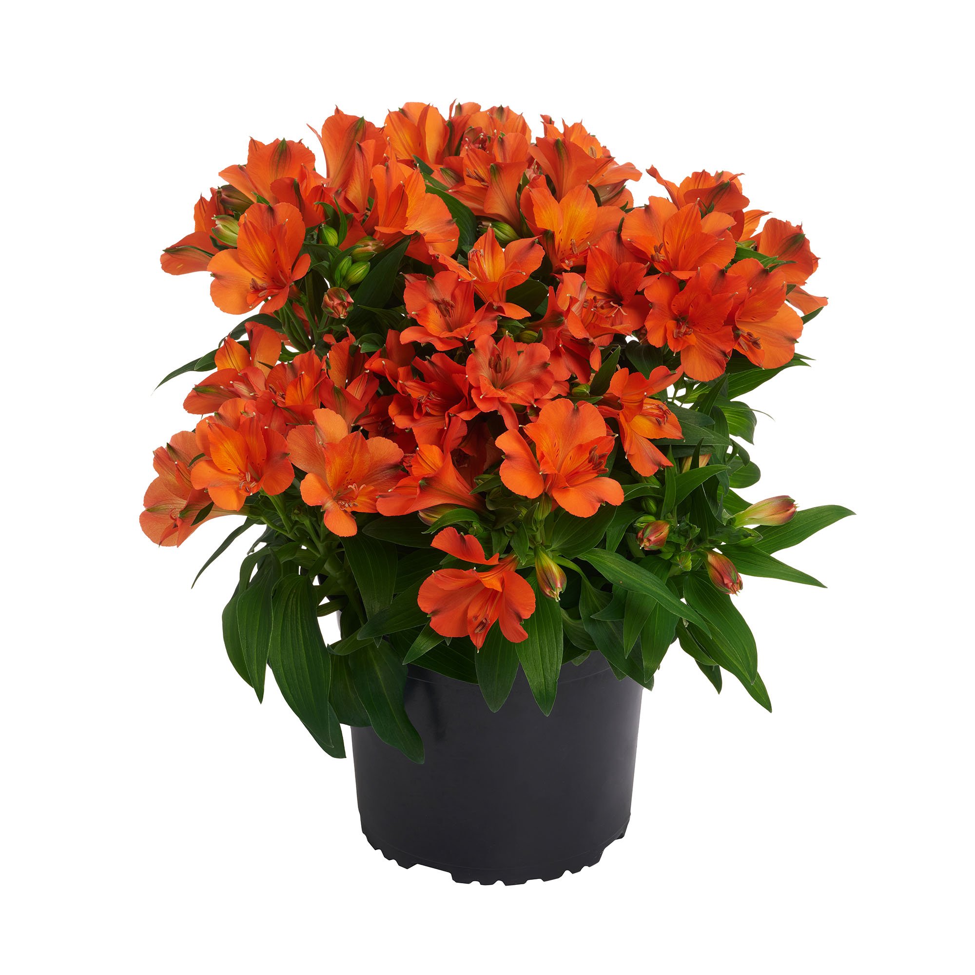Alstroemeria x hybrida Colorita® Claressa — ThinkPlants